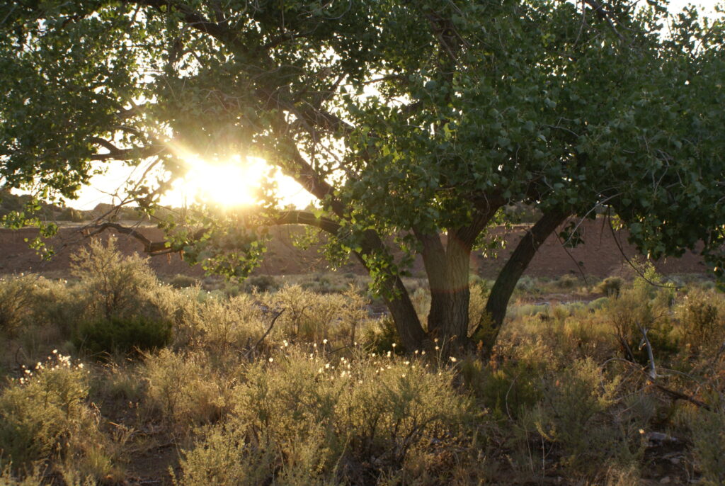 sunset, cottonwood tree, retreat, reflection, listening, space, arroyo, New Mexico